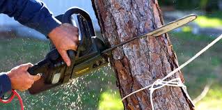 Best Tree Preservation Services  in Gate City, VA