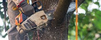 Best Fruit Tree Pruning  in Gate City, VA