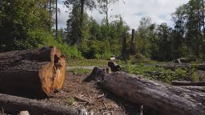  Gate City, VA Tree Services Pros