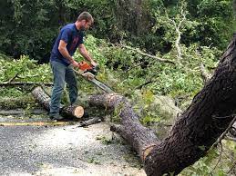 Best Tree Trimming and Pruning  in Gate City, VA