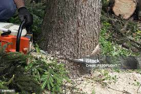 How Our Tree Care Process Works  in  Gate City, VA