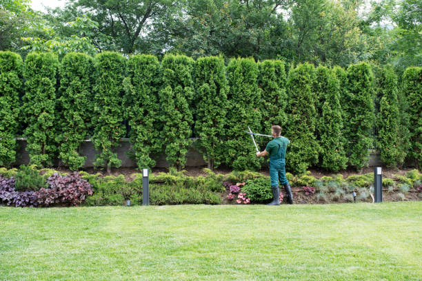 Best Tree Health Inspection  in Gate City, VA