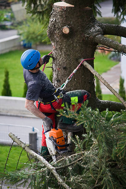 Best Tree and Shrub Care  in Gate City, VA