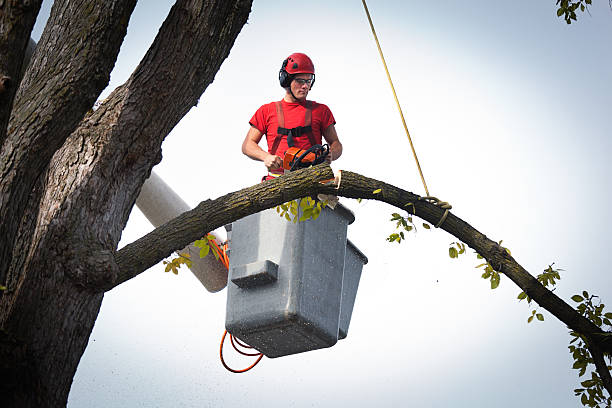 Best Arborist Consultation Services  in Gate City, VA