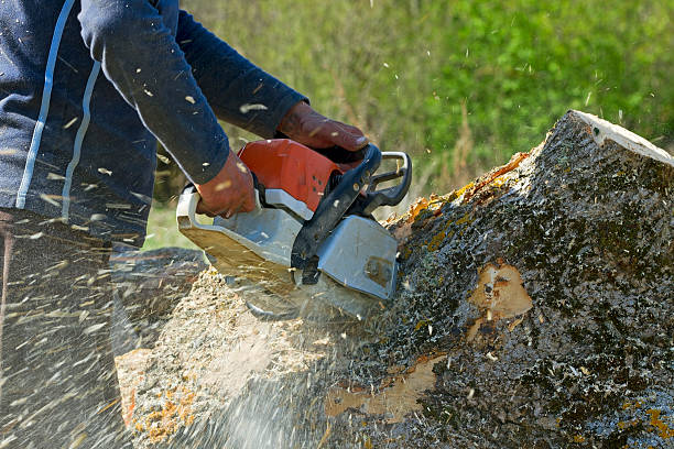 Best Lawn Maintenance Plans  in Gate City, VA