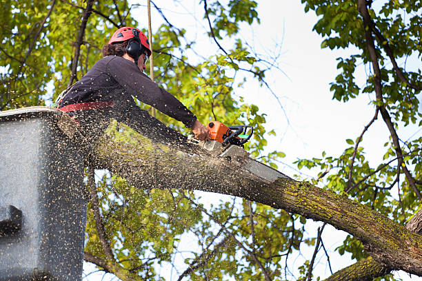 Best Lawn Disease Treatment  in Gate City, VA